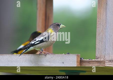 Evening Grosbeak - Weibchen (Coccothraustes vespertinus) auf einem Vogelfutterhäuschen. Stockfoto