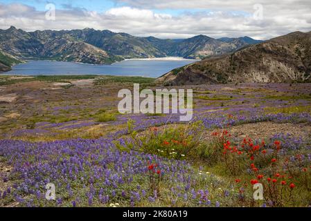 WA22458-00...WASHINGTON - Matten von Miniatur-Lupinen bedeckten die Blastzone über dem Spirit Lake im Mount St. Helens National Volcanic Monument. Stockfoto