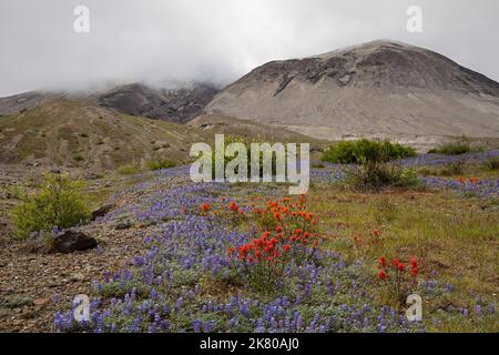 WA22459-00...WASHINGTON - Paintbrush zieht zu den Matten aus Miniatur-Lupine, die die Sprengzone über dem Spirit Lake in der Mount St. Helens Nation bedecken Stockfoto