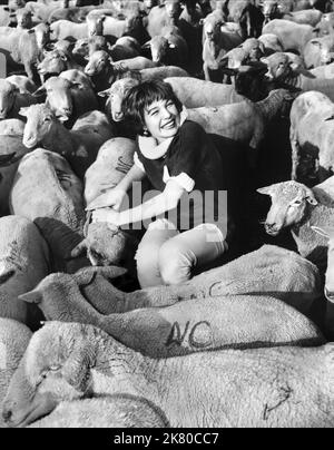 Shirley MacLaine Publicity Shoot Film the Sheepman (1958) Regie: George Marshall 07 May 1958 **WARNUNG** dieses Foto ist nur für redaktionelle Zwecke bestimmt und unterliegt dem Urheberrecht von MGM und/oder dem Fotografen, der von der Film or Production Company beauftragt wurde und darf nur durch Veröffentlichungen in Verbindung mit der Werbung für den obigen Film reproduziert werden. Eine obligatorische Gutschrift an MGM ist erforderlich. Der Fotograf sollte ebenfalls angerechnet werden, wenn er bekannt ist. Ohne schriftliche Genehmigung der Film Company kann keine kommerzielle Nutzung gewährt werden. Stockfoto