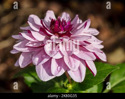 'Créme de Cassis' Wasserlilie Dahlia, Näckrosblommig Dahlia (Dahlia x Hortensis) Stockfoto