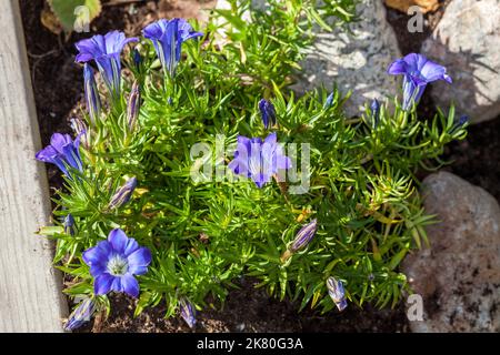 'Blue Silk'Auffällige chinesischen Höstgentiana Enzian (Gentiana sino-Ornata) Stockfoto