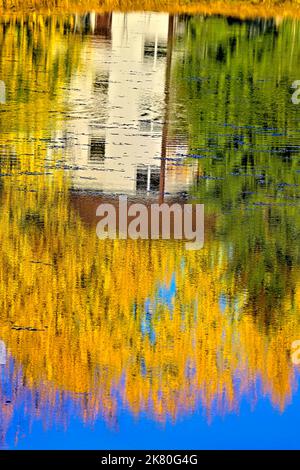 Ein vertikales Bild der Herbstfarben der Laubblätter, die sich auf dem Wasser des Maxwell Lake in Hinton Alberta Canada spiegeln Stockfoto