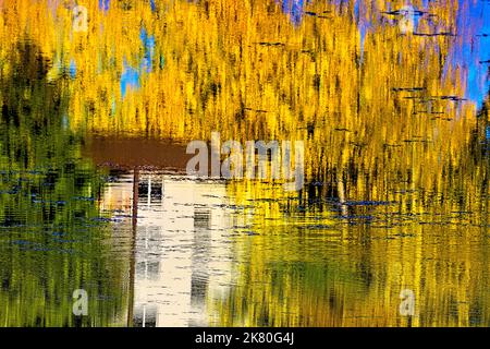 Ein horizontales Bild der Herbstfarben der Laubblätter, die sich auf dem Wasser des Maxwell Lake in Hinton Alberta Canada spiegeln Stockfoto