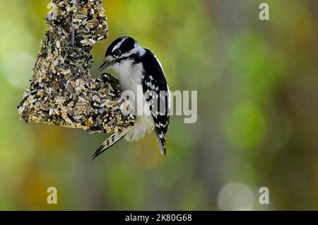 Ein Downey-Specht „Picoides pubescens“, der auf einem hängenden Vogelfutterhäuschen im ländlichen Alberta, Kanada, pickt. Stockfoto