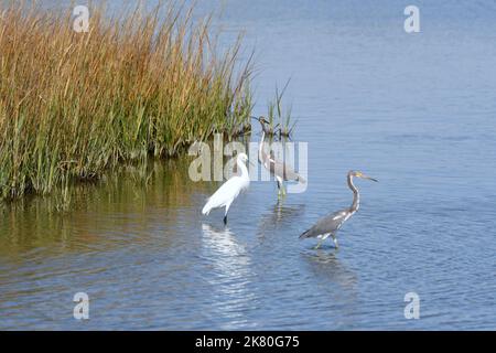 Verschneite Reiher, die am Marsh Edge mit zwei jungen Blaureihern watet Stockfoto