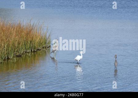 Verschneite Reiher, die am Marsh Edge mit zwei jungen Blaureihern watet Stockfoto