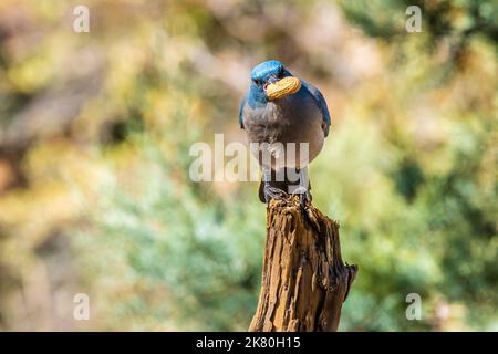 Ein mexikanischer Jay in Tucson, Arizona Stockfoto