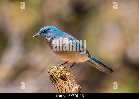 Ein mexikanischer Jay in Tucson, Arizona Stockfoto