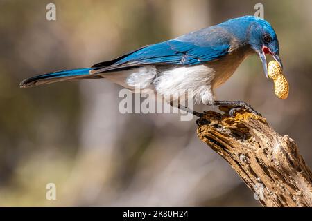 Ein mexikanischer Jay in Tucson, Arizona Stockfoto