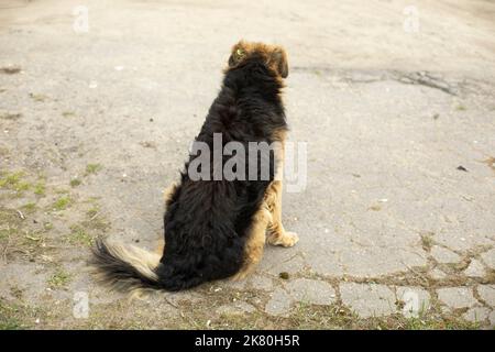 Hund sitzt auf Asphalt. Streunende Tiere auf der Straße. Hund mit schwarzen Haaren. Stockfoto