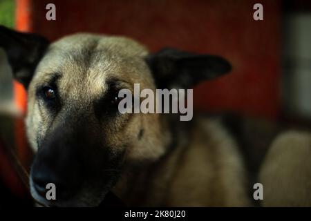 Porträt des Hundes. Hund mit schwarzer Nase. Streunendes Tier liegt im Stuhl. Stockfoto