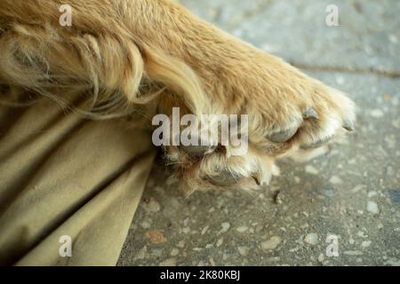 Paw Dog. Pet-PAW-Pads. Tierdetails. Krallen der Bestie. Stockfoto