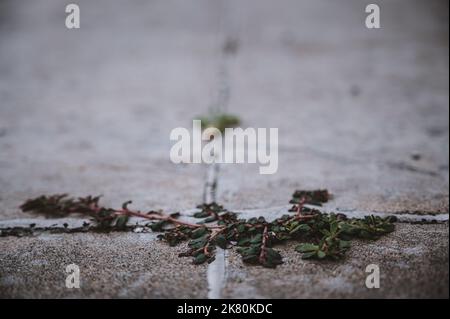 Pursloganes Unkraut, das durch einen Riss und eine Fuge zwischen zwei Betonplatten wächst. Stockfoto