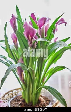 Äthiopische zantedeschia oder lila Calla im Topf im Wohninneren Stockfoto