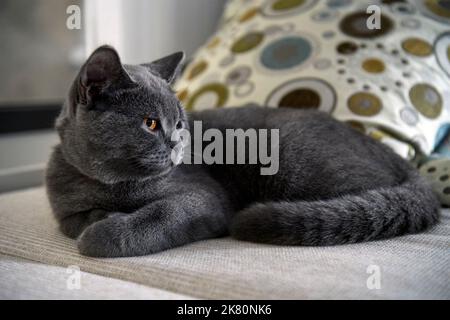 Eine junge schwarze Katze sitzt auf einer Matratze mit weißem Tuch. Hintergrund mit gestreiften Kissen, blaue britische Kurzhaarkatze, schön und hübsch. Sitzende Po Stockfoto