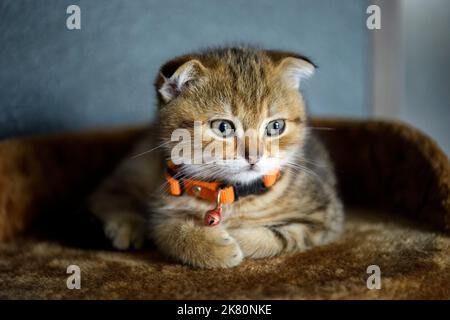 Orange schottische Kätzchen mit orangefarbenem Kragen, blutpur, schön und niedlich. Sitzend auf dem Bett für die Katze mit weichem, dunkelbraunem Fell gepolstert. f Stockfoto