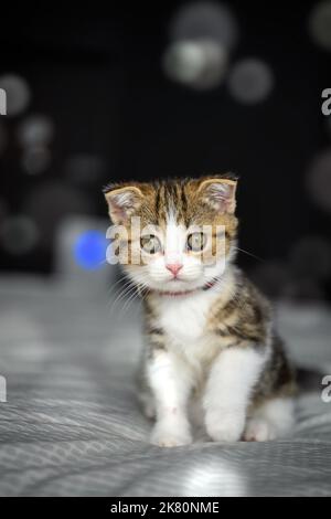 Gestreiftes Kätzchen, das auf einem mit weißem Tuch bedeckten Bett sitzt. Schwarzer Hintergrund mit Bokeh, tricolor gestreifte schottische Falte Katze, reines Blut, schön und c Stockfoto