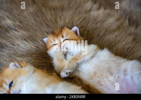 Ein Kätzchen liegt auf dem Bauch und leckt seine Vorderbeine auf einem braunen Wollteppich, vor- und Nahaufnahme. Britische Kurzhaarkatze, golden, purebre Stockfoto