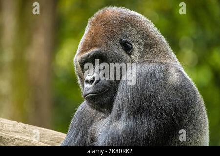 Silverback Western-Flachland-Gorilla im Zoo Atlanta in der Nähe der Innenstadt von Atlanta, Georgia. (USA) Stockfoto