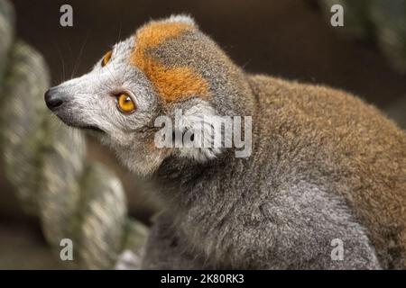 Krone Lemur (Eulemur coronatus) aus Madagaskar, einem Inselland vor der südostafrikanischen Küste, im Zoo Atlanta in Atlanta, Georgia. (USA) Stockfoto