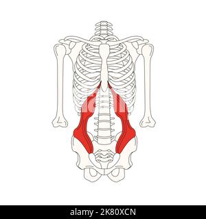 Menschliche Anatomie drawing muscle transversus abdominis Stockfoto