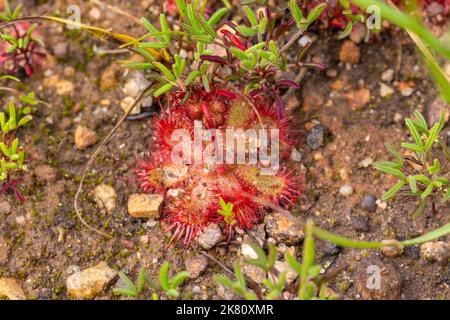 Nahaufnahme der Sundaw Drosera trinervia mit Blütenstiel in natürlichen Habitaten, die in Kapstadt, Südafrika, gesehen wurden Stockfoto