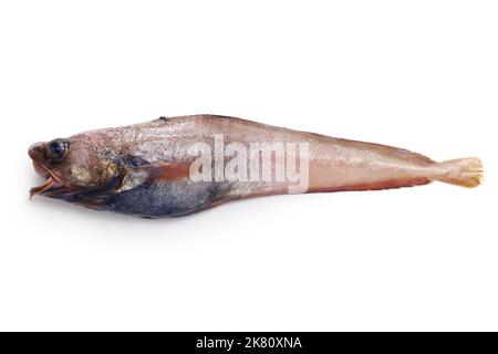 Köstliche Tiefseefische, die noch nicht berühmt sind (Physiculus inbarbatus), isoliert auf weißem Hintergrund Stockfoto