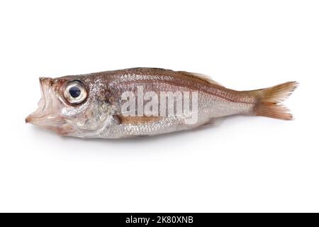 Köstliche Tiefseefische, die noch nicht berühmt sind (silbergrauer Seesaperch), isoliert auf weißem Hintergrund Stockfoto