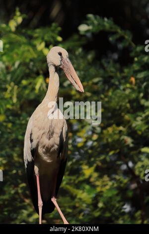 asiatischer Durchbrecher Storch, der auf einem Ast, auf dem Baum, auf dem Land Indiens, steht Stockfoto