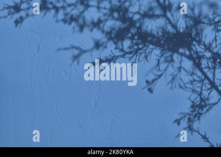 Schatten der Blätter auf pastellblauem Beton Wand Textur Hintergrund Stockfoto