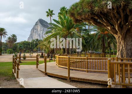 Felsen von Gibraltar, Blick von La Línea de la Concepción. Berühmter Baum Drago Centenario im öffentlichen Park. La Línea de la Concepción Spanien. Stockfoto