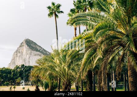 Felsen von Gibraltar, Blick von La Línea de la Concepción. Berühmter Baum Drago Centenario im öffentlichen Park. La Línea de la Concepción Spanien. Stockfoto