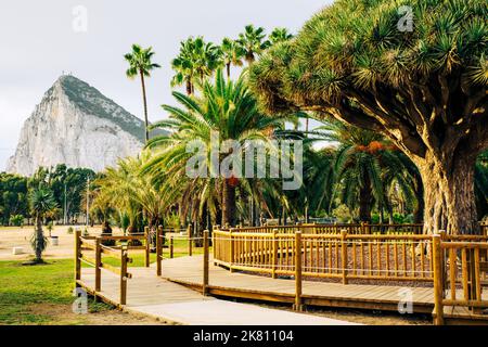 Felsen von Gibraltar, Blick von La Línea de la Concepción. Berühmter Baum Drago Centenario im öffentlichen Park. La Línea de la Concepción Spanien. Stockfoto