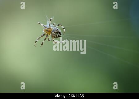 Kreuzen Sie die Spinne in einem Spinnennetz, lauern Sie nach Beute. Unscharfer Hintergrund. Ein nützlicher Jäger unter Insekten. Arachnid. Tierfoto aus der Wildnis. Stockfoto