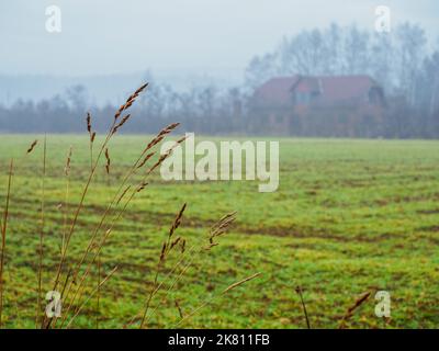 Verschwommenes Landhaus in einem Dorf, das allein an einem neblig trüben Wintertag steht, konzentrieren Sie sich auf einen Vordergrund auf einem trockenen Gras Stockfoto