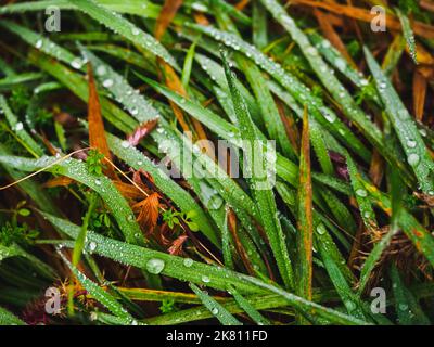 Grünes Gras bedeckt mit Regentropfen an einem regnerischen Herbsttag, Nahaufnahme Stockfoto