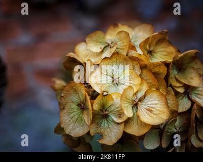 Trockene Hortensien Blumen, Nahaufnahme Foto mit Kopierraum Stockfoto