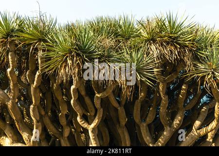 Felsen von Gibraltar, Blick von La Línea de la Concepción. Berühmter Baum Drago Centenario im öffentlichen Park. La Línea de la Concepción Spanien. Stockfoto