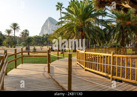 Felsen von Gibraltar, Blick von La Línea de la Concepción. Berühmter Baum Drago Centenario im öffentlichen Park. La Línea de la Concepción Spanien. Stockfoto