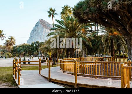 Felsen von Gibraltar, Blick von La Línea de la Concepción. Berühmter Baum Drago Centenario im öffentlichen Park. La Línea de la Concepción Spanien. Stockfoto