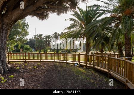 Felsen von Gibraltar, Blick von La Línea de la Concepción. Berühmter Baum Drago Centenario im öffentlichen Park. La Línea de la Concepción Spanien. Stockfoto