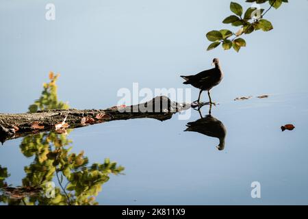 Frankreich, Lyon, 2022-10-19. Ein Moorhuhn, der auf einem Baumzweig auf einem See mit Reflexen auf dem Wasser läuft. Foto von Franck CHAPOLARD. Frankreich, Lyon, 20 Stockfoto