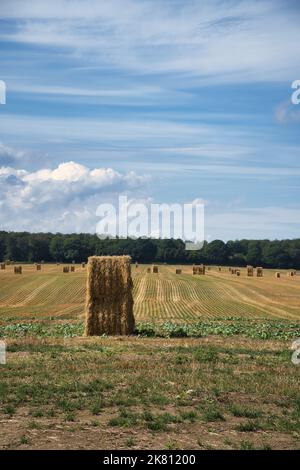 Strohballen auf einem geernteten Weizenfeld. Lebensmittelversorgung. Landwirtschaft, um die Menschheit zu ernähren. Landschaft aus der Natur aufgenommen. Stockfoto