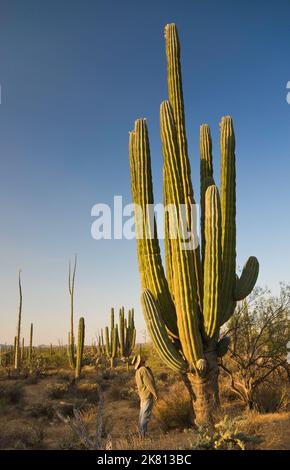 Cirio-Bäume und Kardankakteen in der Nähe von Catavina, Baja California, Mexiko Stockfoto