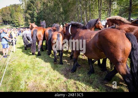 Tria de Mulats d'Espinavell, El Ripollès, Girona. Auswahl an Fohlen, die im späten Frühjahr in den Bergen geboren wurden - Sommer, um verkauft zu werden. Stockfoto