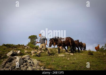 Stuten, Fohlen und Pferdehirten. Tria de Mulats d'Espinavell, El Ripollès, Girona. Auswahl an Fohlen, die in den Bergen geboren wurden und in Espinavell verkauft werden. Stockfoto