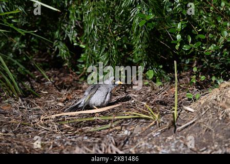 Geräuschvoller Bergmann, Manorina melanocephala, stand auf dem Boden inmitten der Pflanzenwelt, die Federn des Vogels wurden vor kurzem aufgepresst Stockfoto