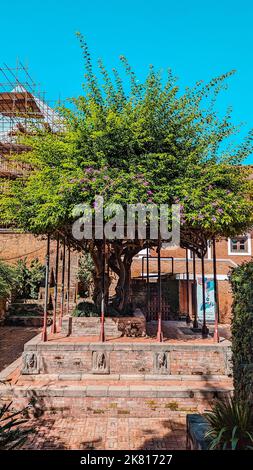 Ein Baum im Garten des königlichen Palastes, der heute das Patan Museum in Lalutpur Nepal ist Stockfoto