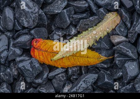 Blätter, die nach dem Regen vom Baum im Garten gefallen waren. Stockfoto